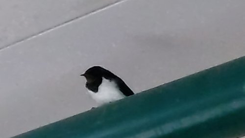 もうすぐ夏ですね