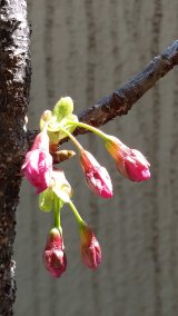 もうすぐ咲きそうです