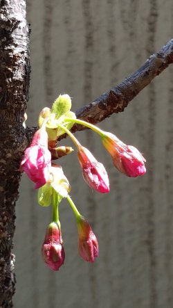 もうすぐ咲きそうです