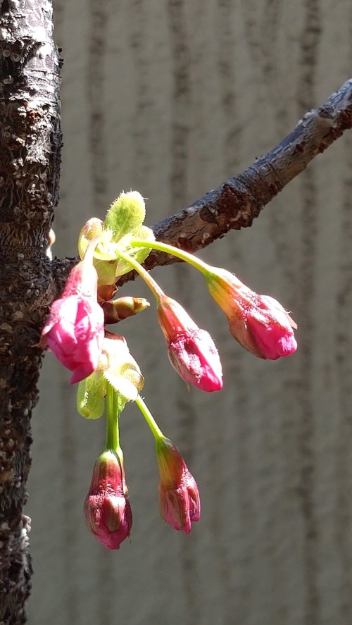 もうすぐ咲きそうです