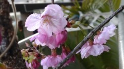 桜が咲きました