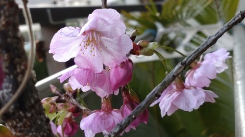 桜が咲きました